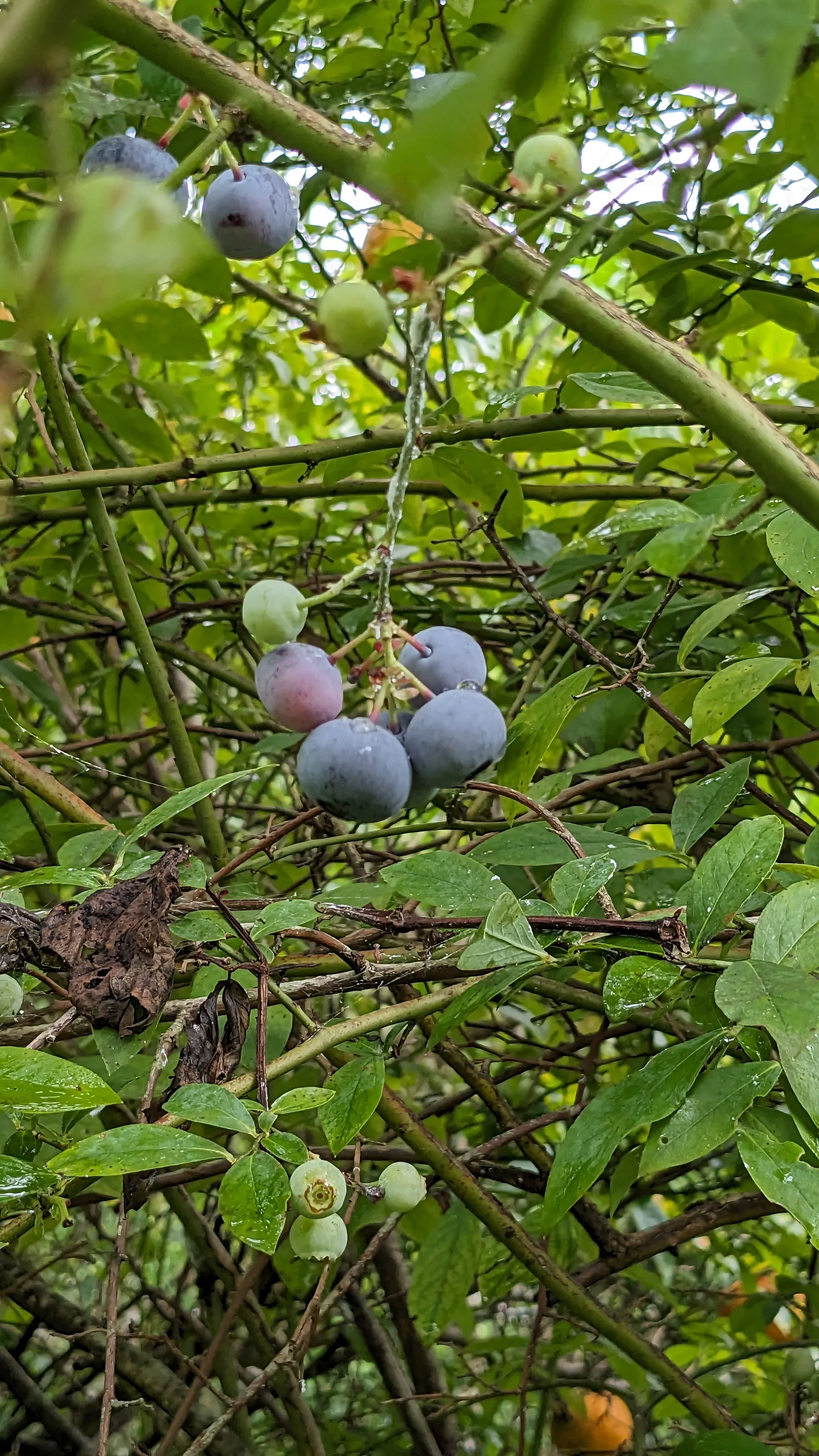 ヒヨドリで配管を通す