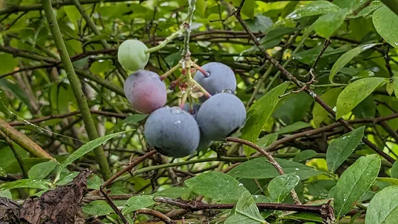 ヒヨドリで配管を通す