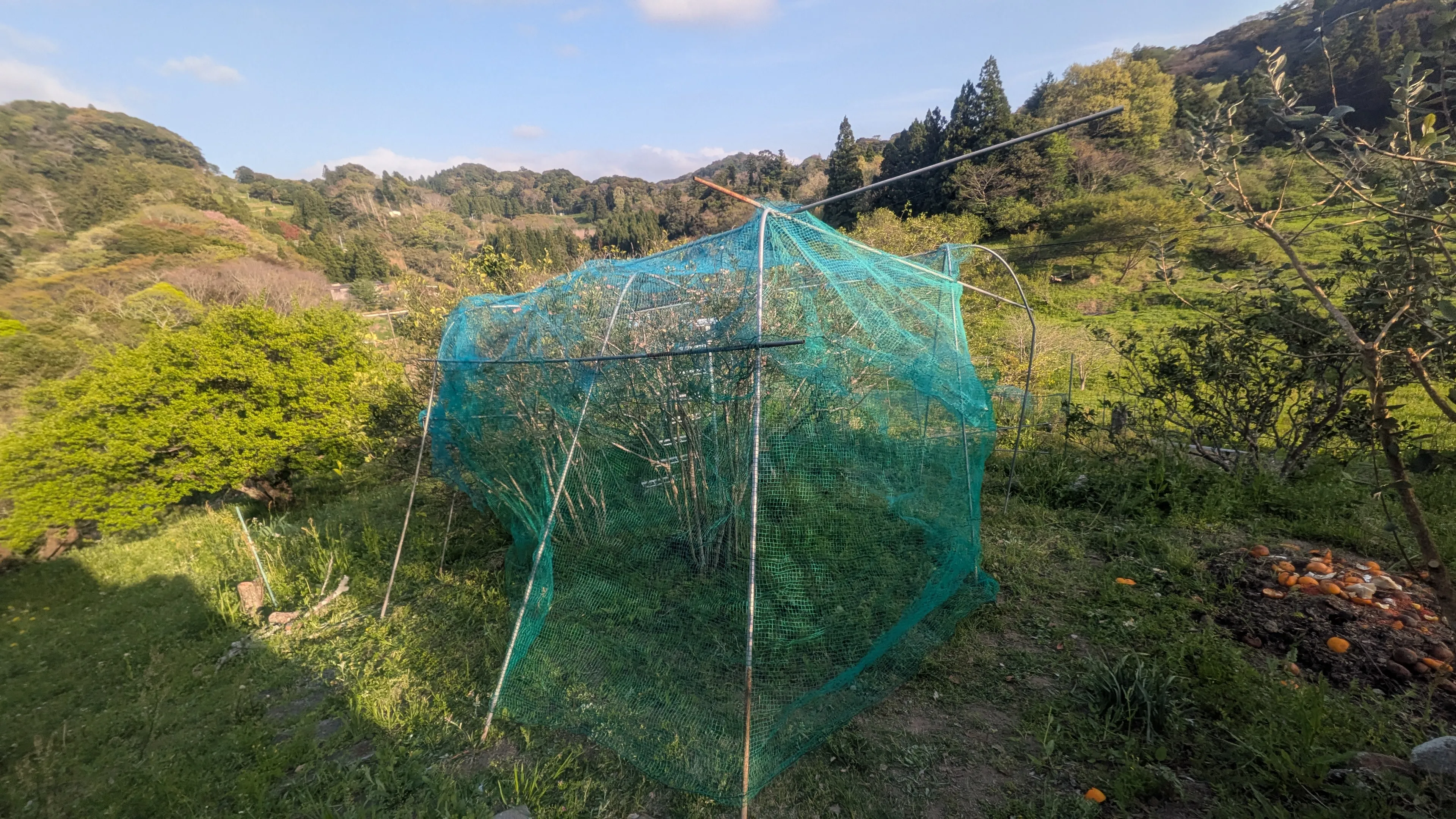 山並みを背景に、緑色の防鳥ネットですっぽり覆われたブルーベリーの木。骨組みの支柱で立体的に張られている