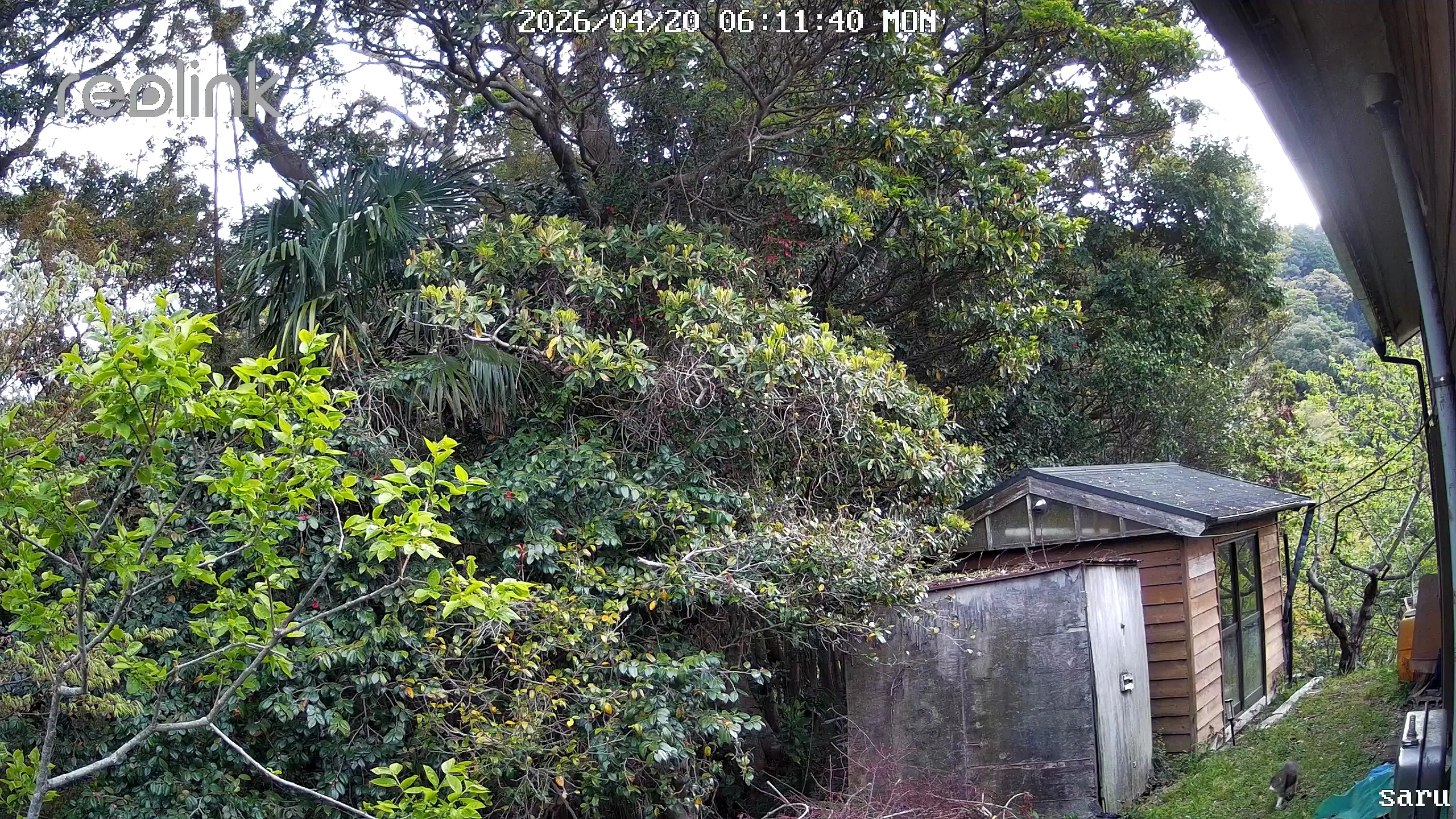 監視カメラの映像に映った野良猫。倉庫の脇を歩いている