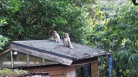 サルは、来る前に鳴いている