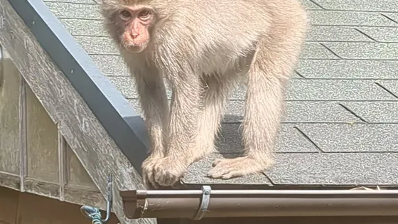繋がらないカメラと、二ヶ月後に来るサル