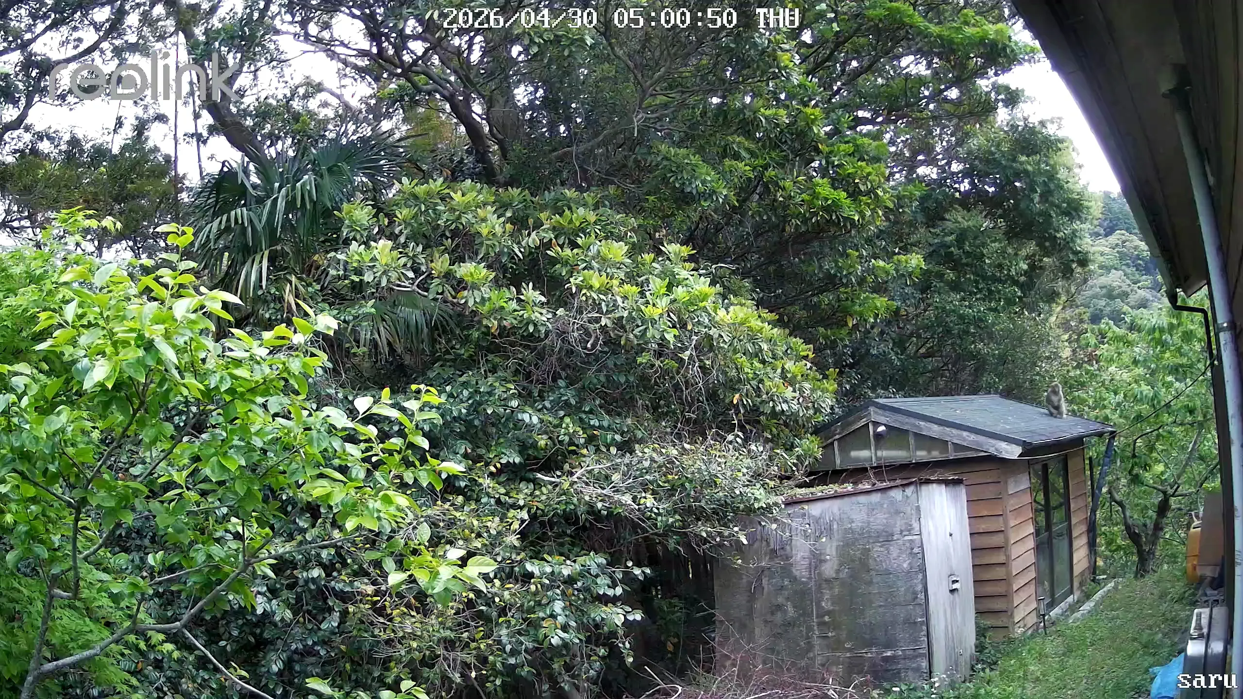 監視カメラの映像に映った倉庫の屋根の上のサル