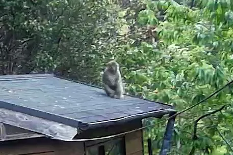ついに捉えた屋根の上の猿